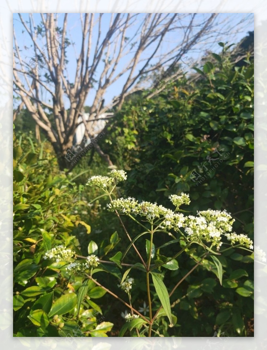 白色花朵绿色野花野草图片