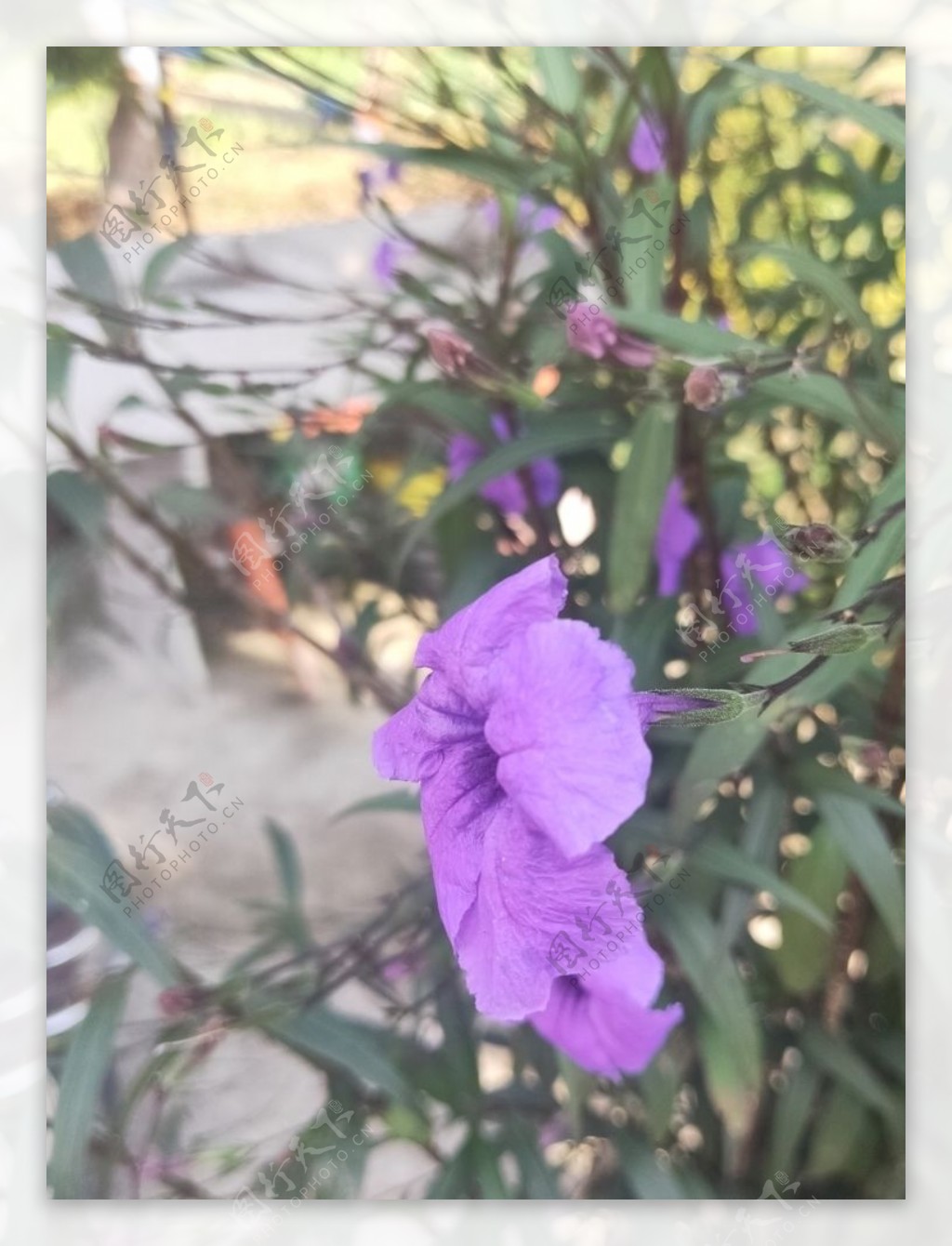 紫色花朵蝴蝶粉色小花图片