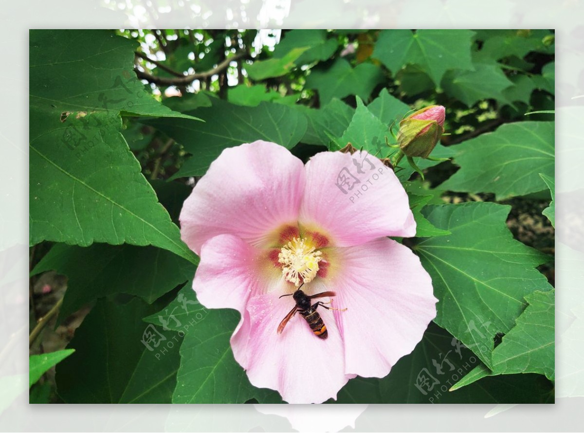 小花花朵花卉图片