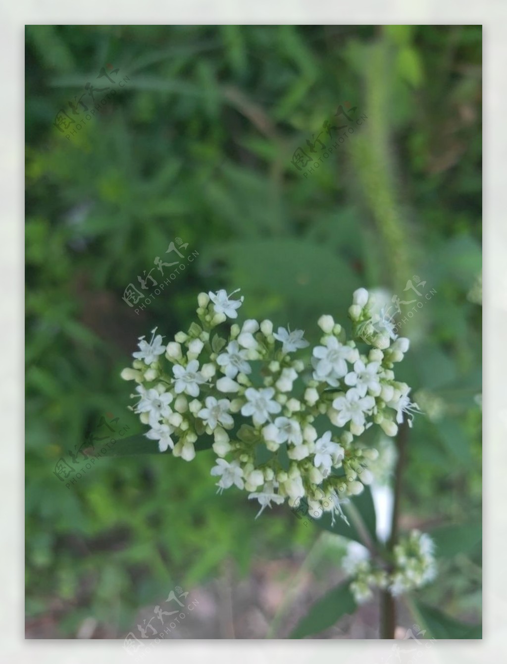 绿色心型花球白色小花朵浪漫图片