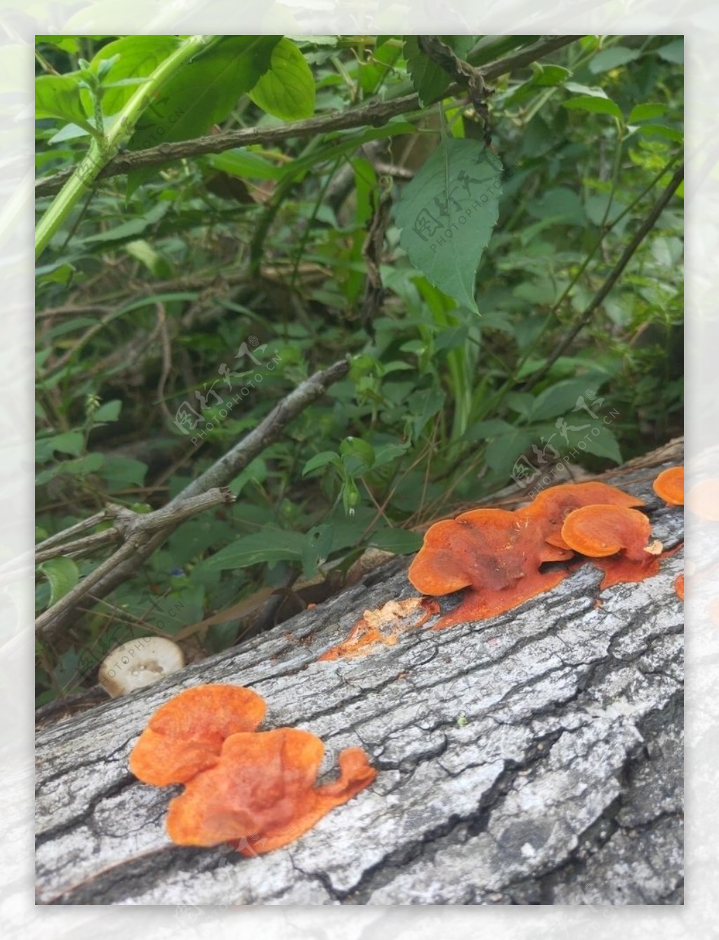 野生毒蘑菇黄色图片