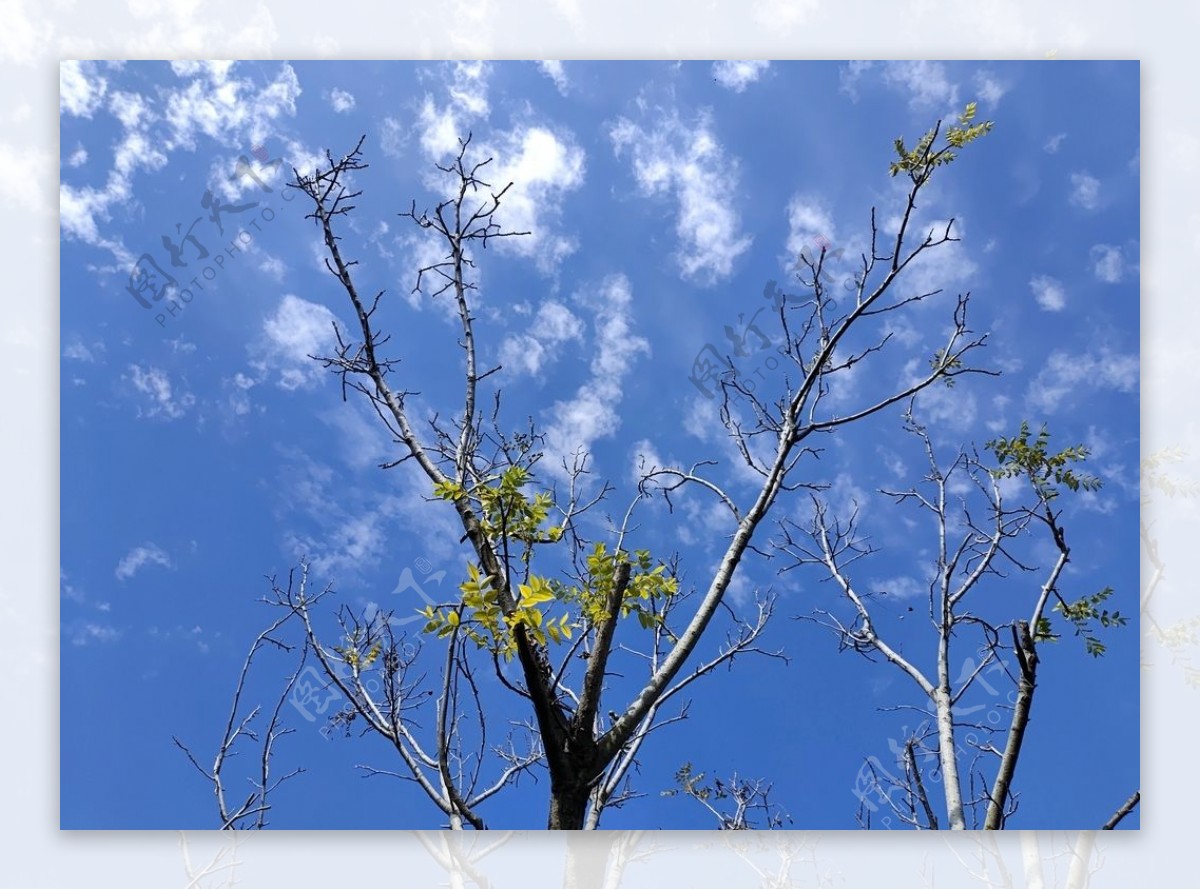秋日蓝天下的树枝生命图片
