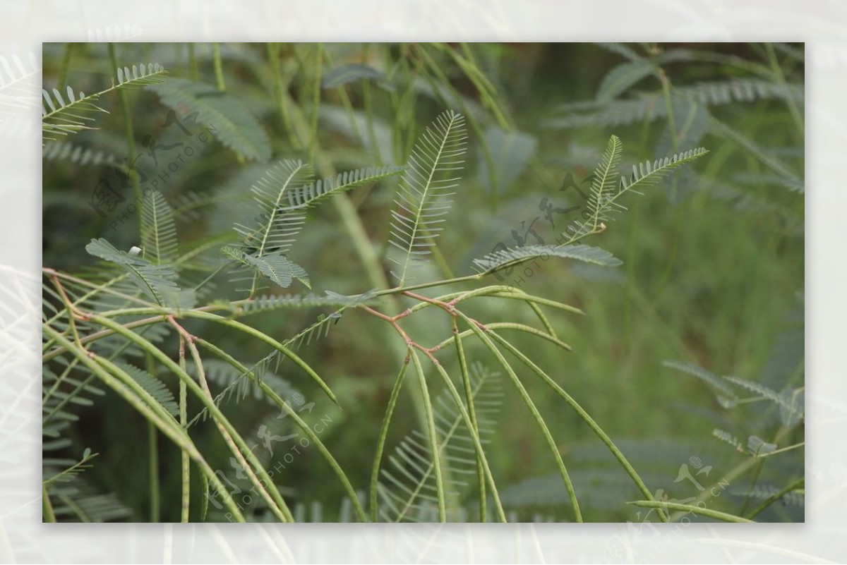 绿色植物图片