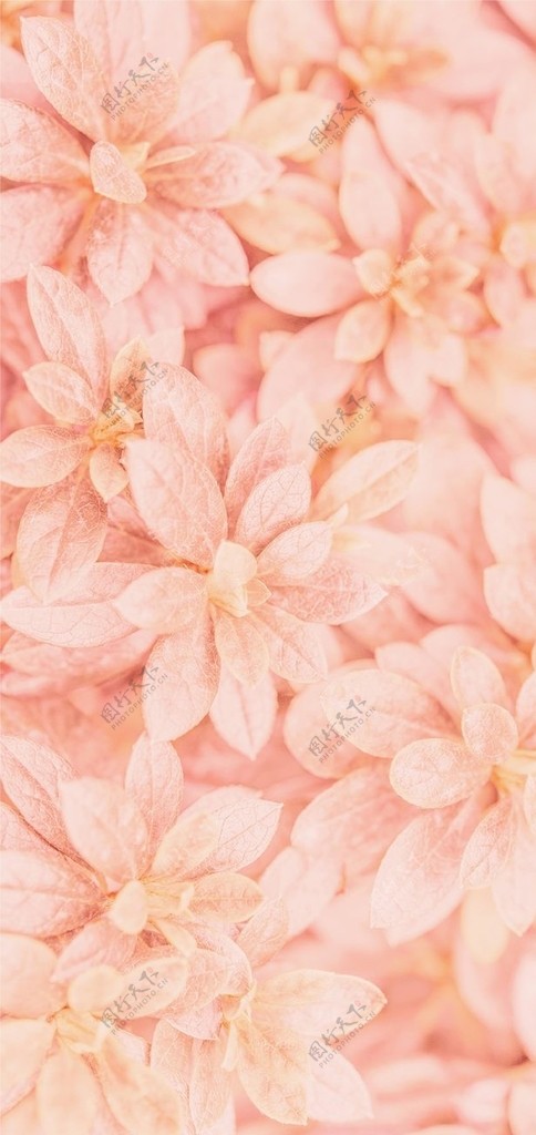粉色叶子图片