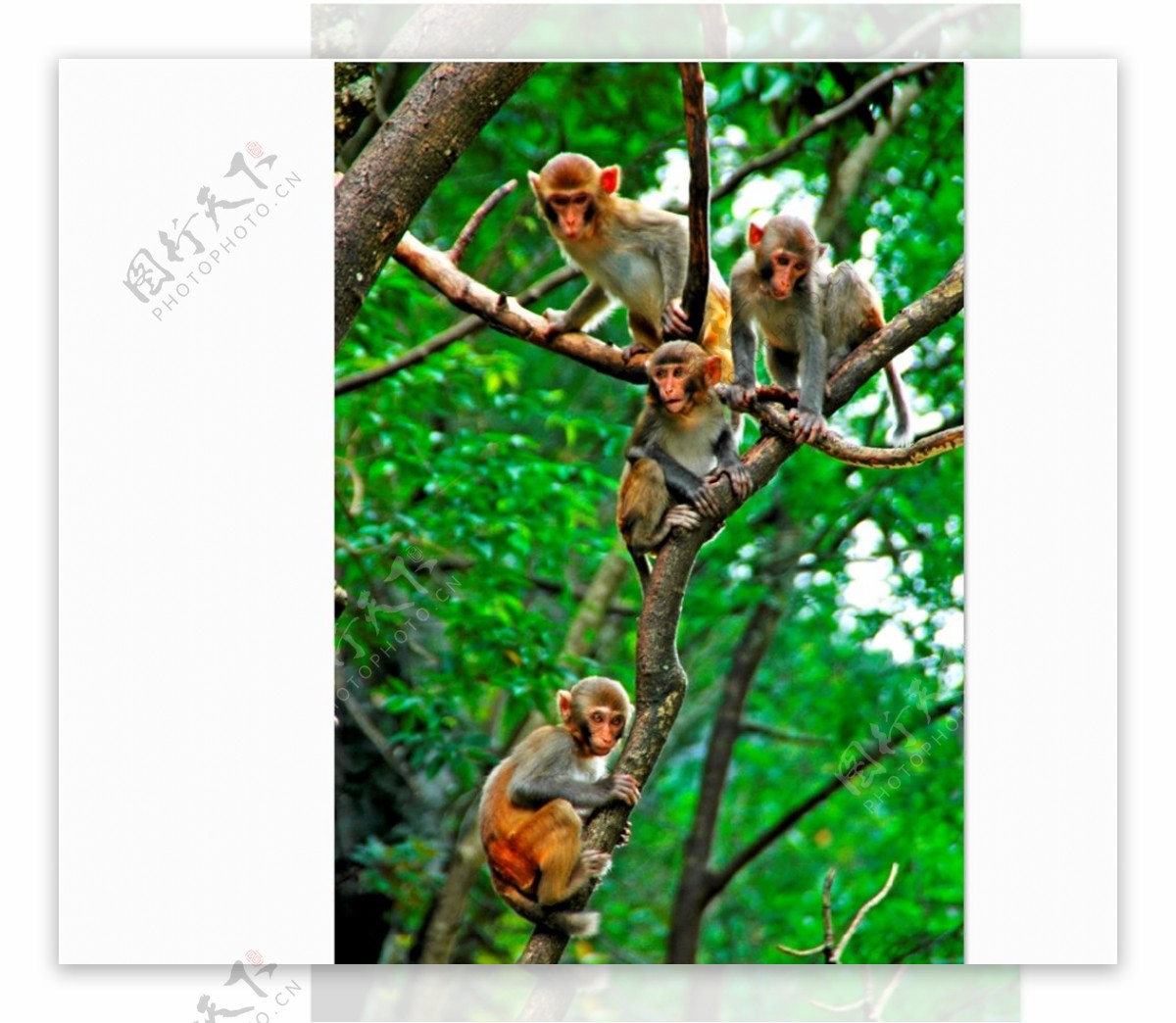 凤山巴腊猴山猴子图片