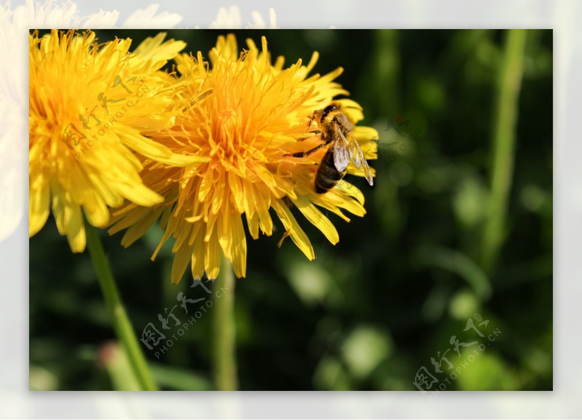 盛开的秋菊摄影美图图片