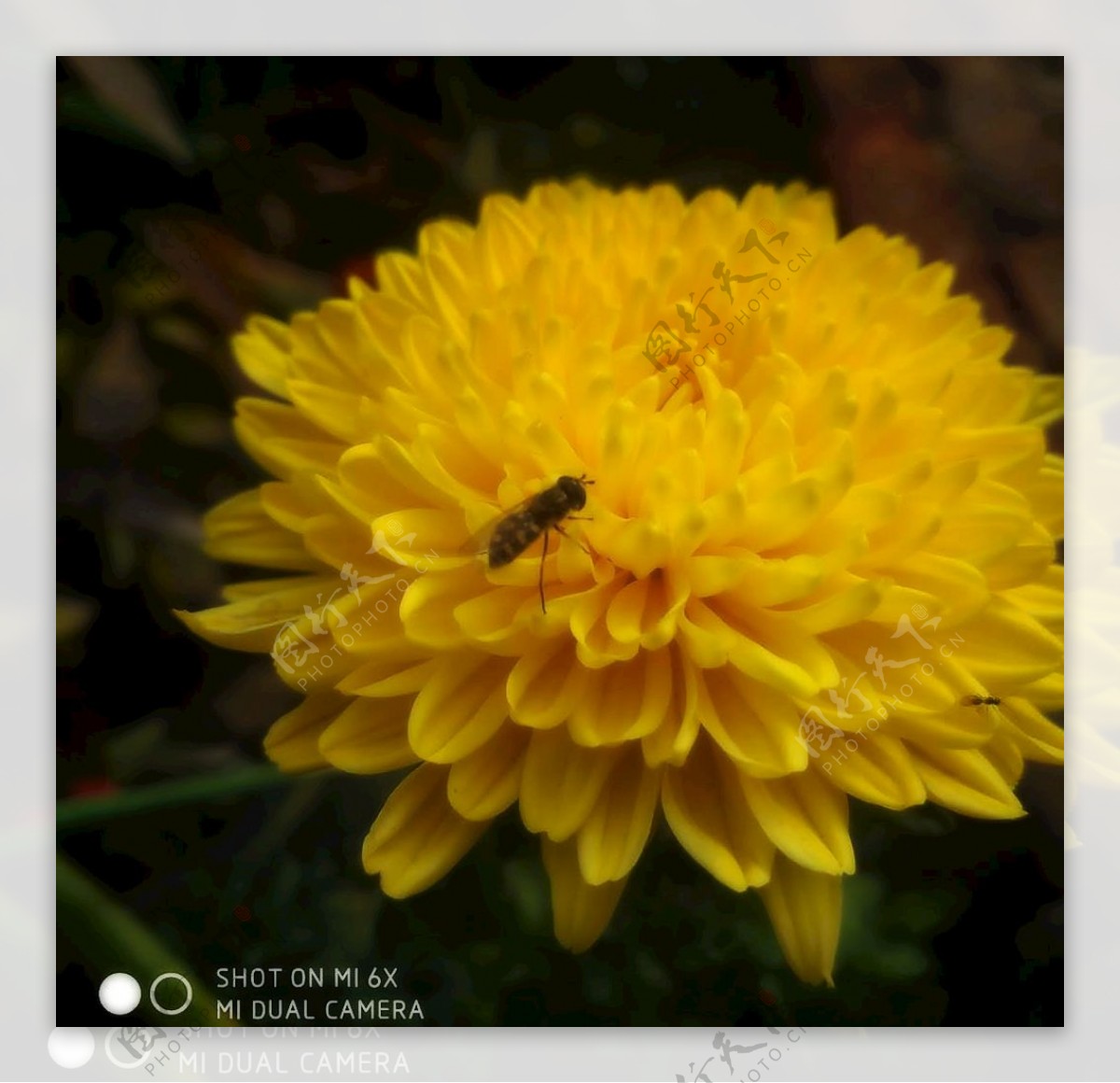 蜜蜂戏菊图片