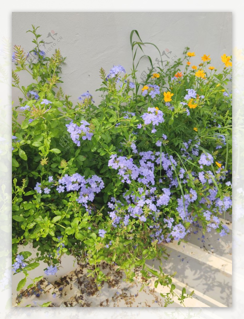 植物蓝花丹图片