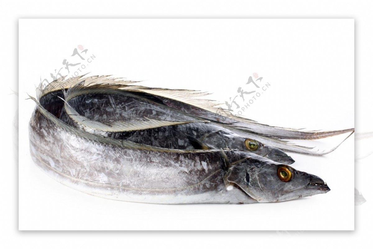 带鱼海鲜美食食材背景海报素材图片