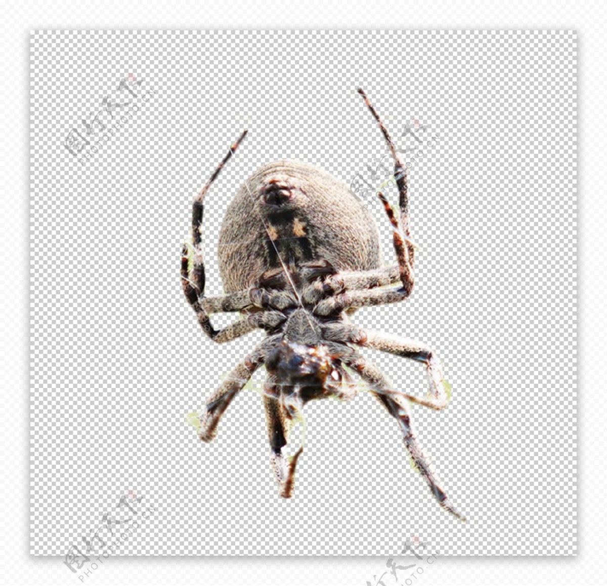 蜘蛛网图片