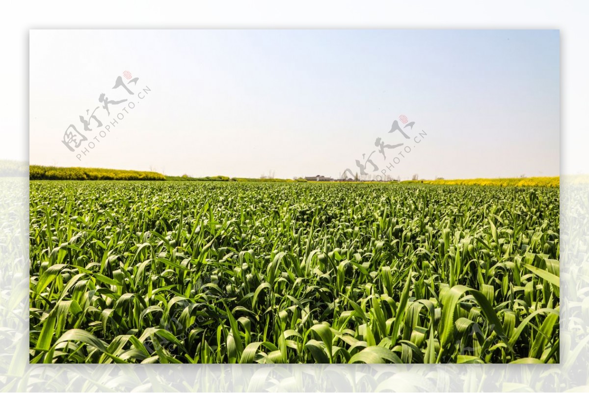 农业种植清新背景海报素材图片