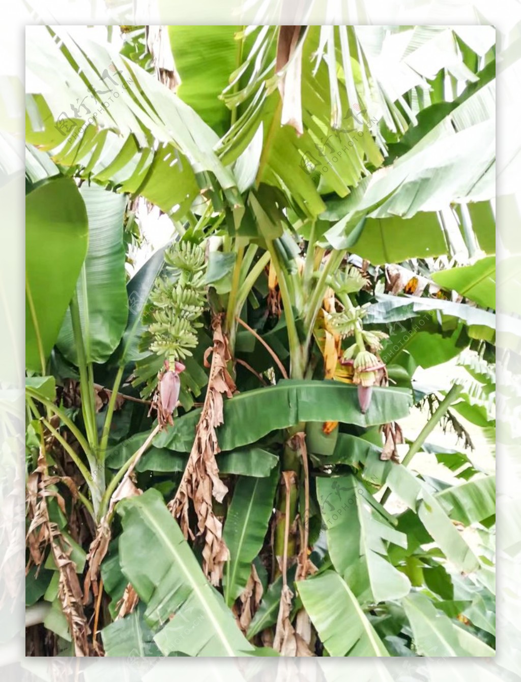 芭蕉树图片