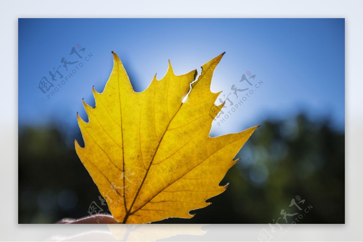 秋季黄色枫叶背景海报素材图片