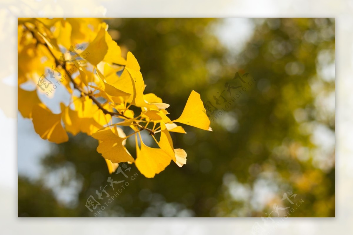 黄色银杏秋季背景海报素材图片