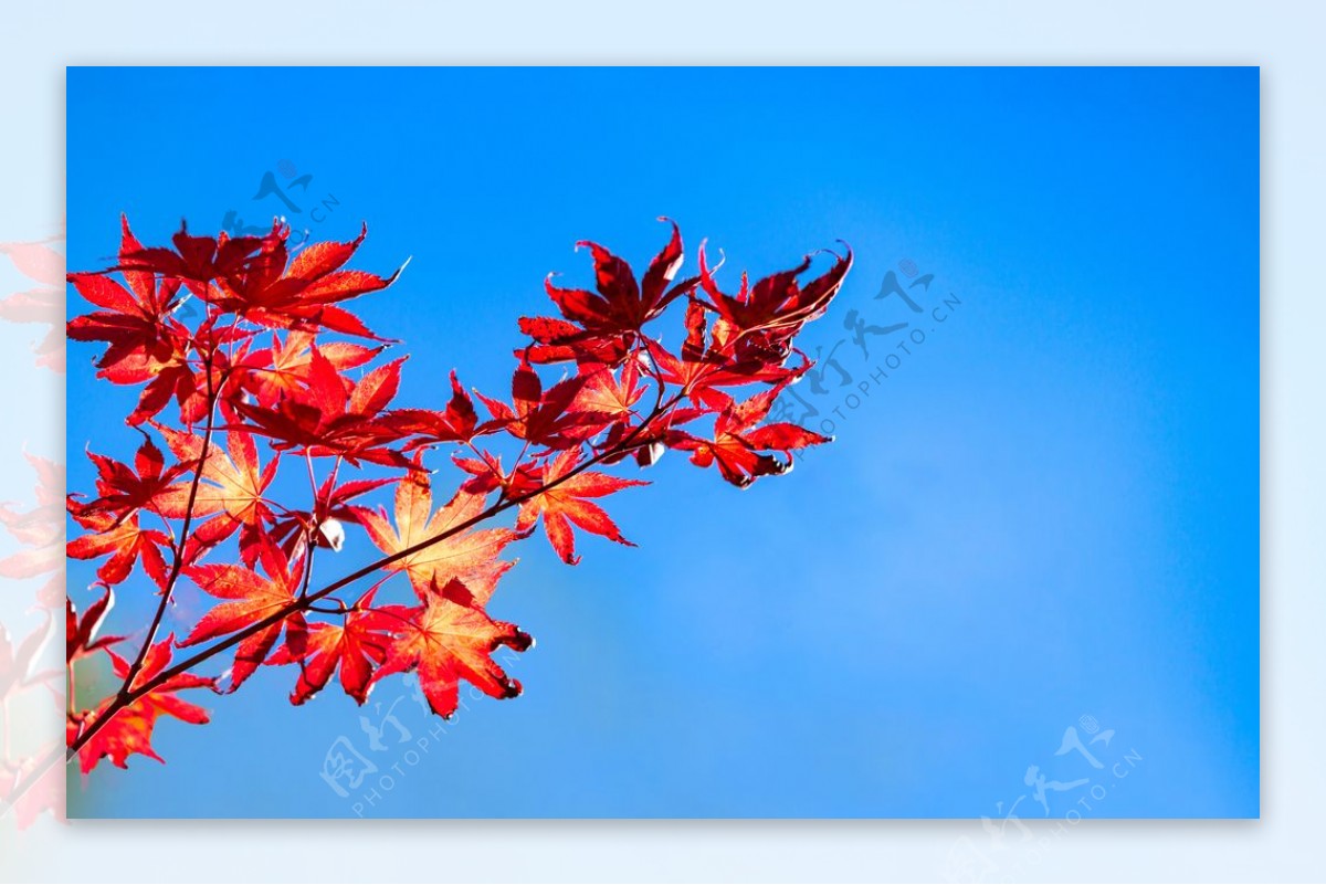 秋季红色枫叶背景海报素材图片