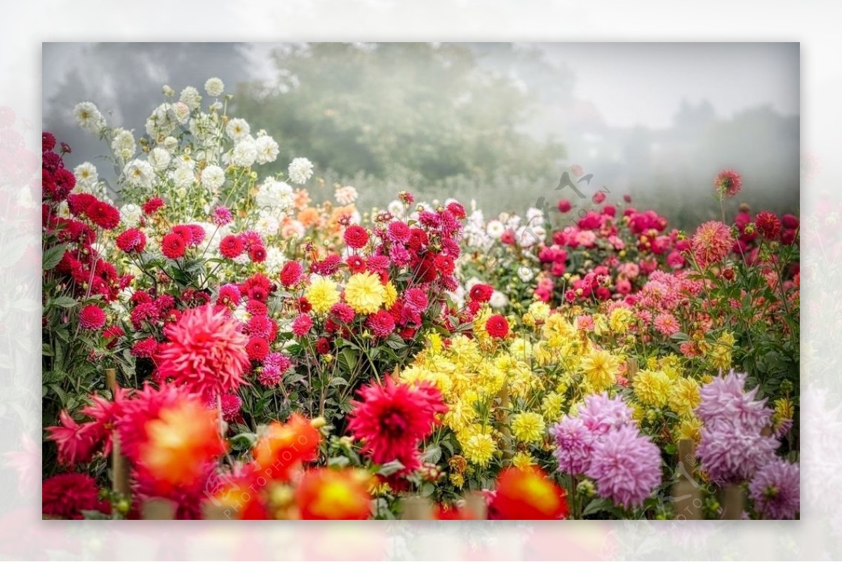 鲜花花海图片