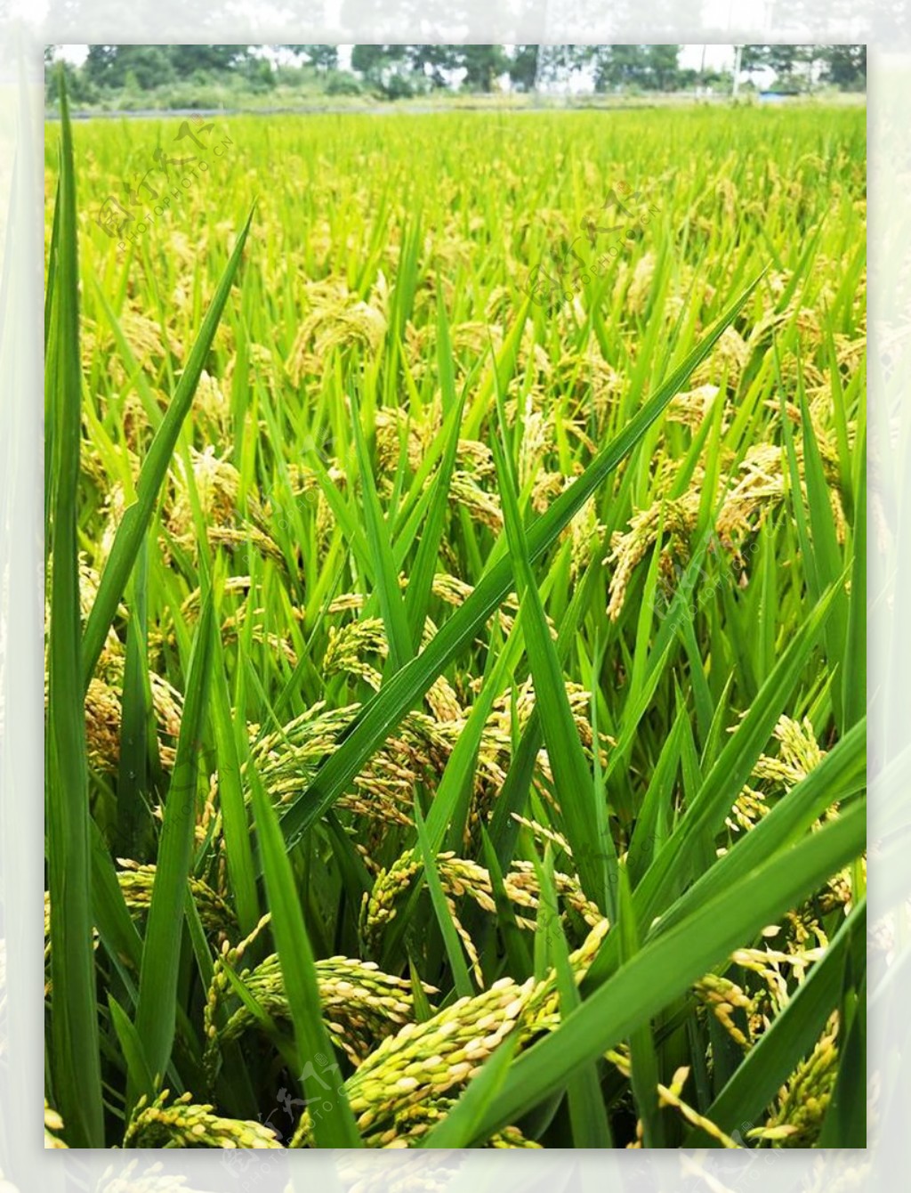 秋天的稻田图片