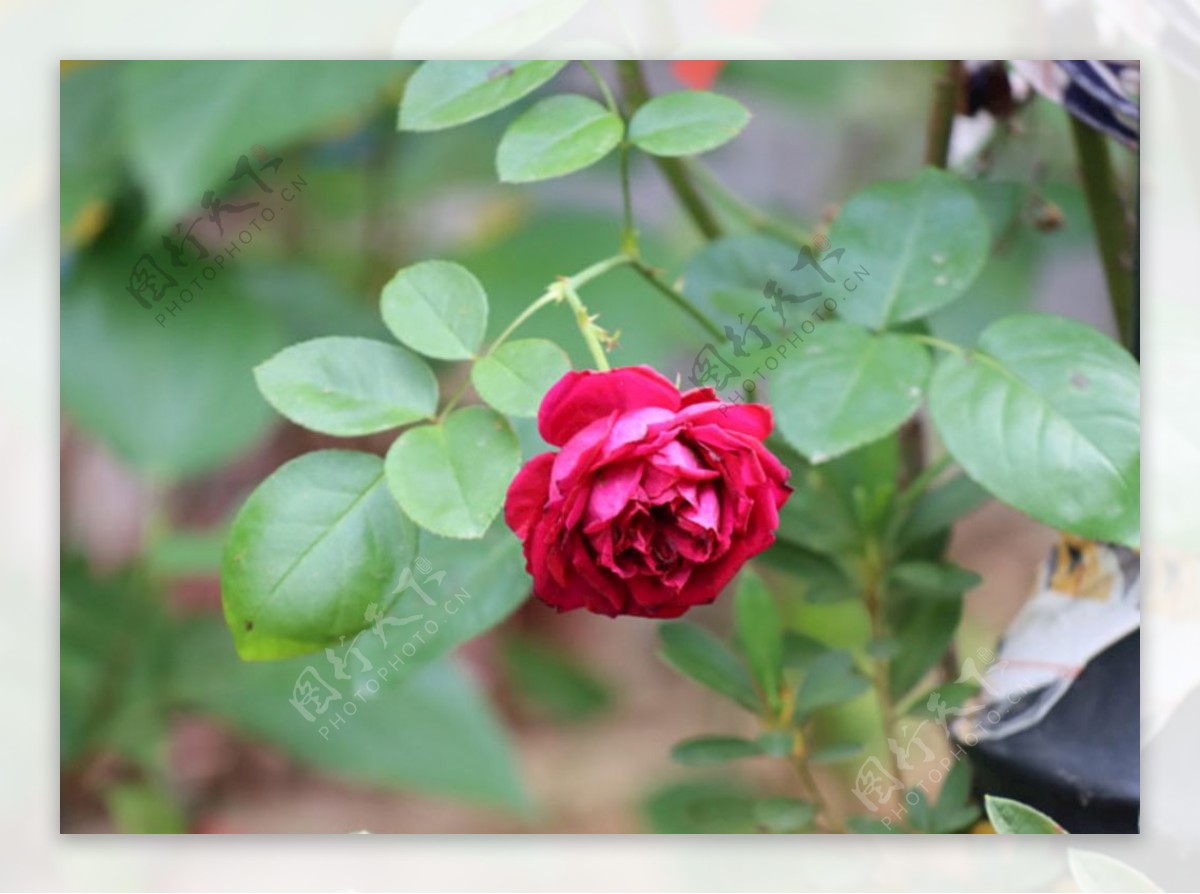 粉色玫瑰月季牡丹自然摄影图片