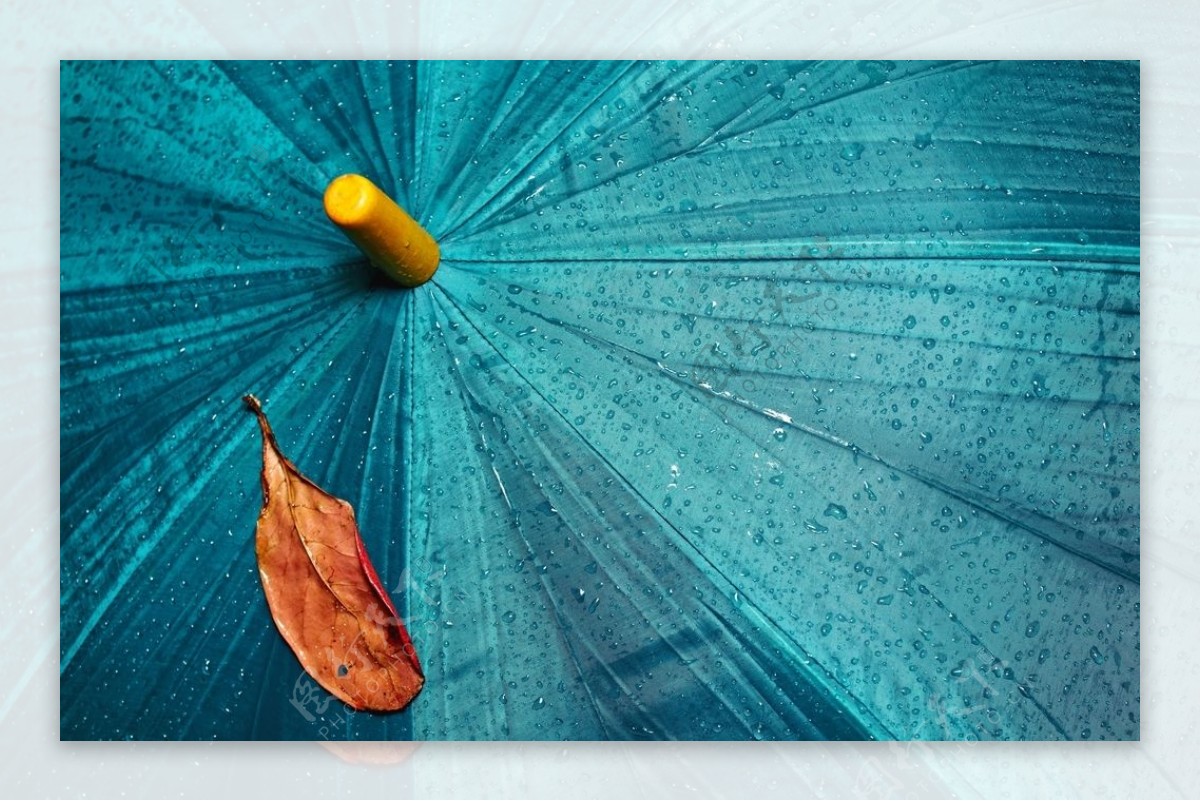 蓝色雨伞伞面枫叶背景海报素材图片