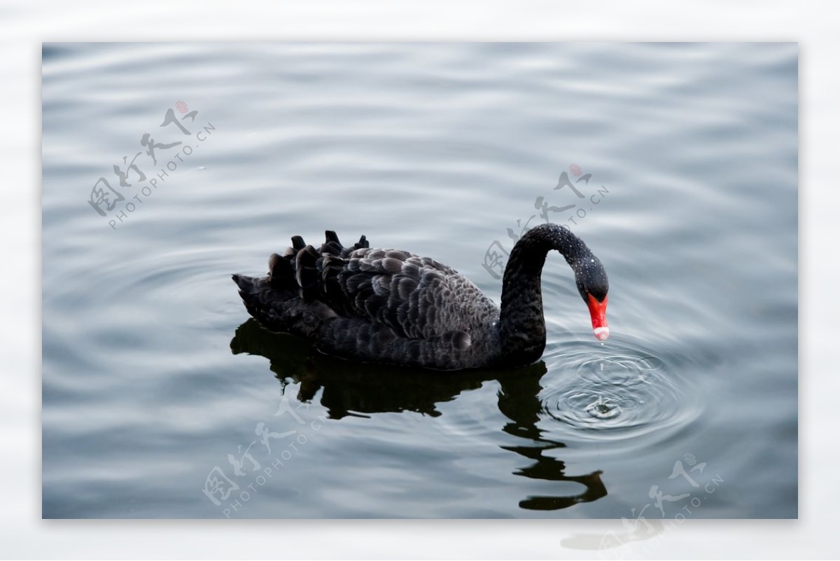 水里的黑天鹅摄影图片