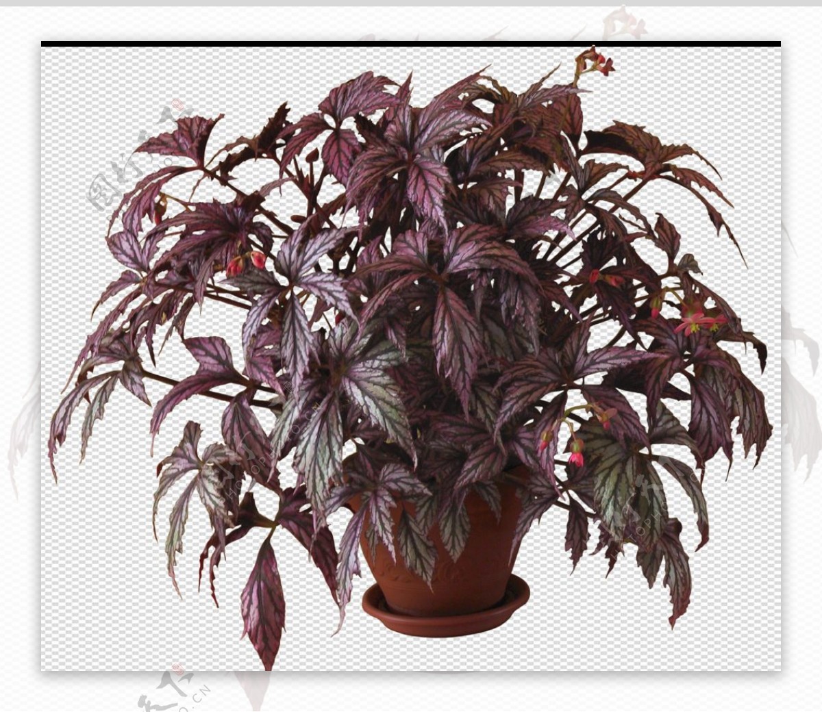 透明底植物图片