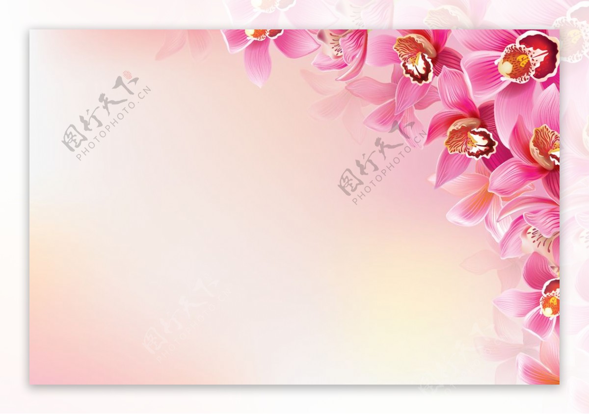 兰花装饰背景图片