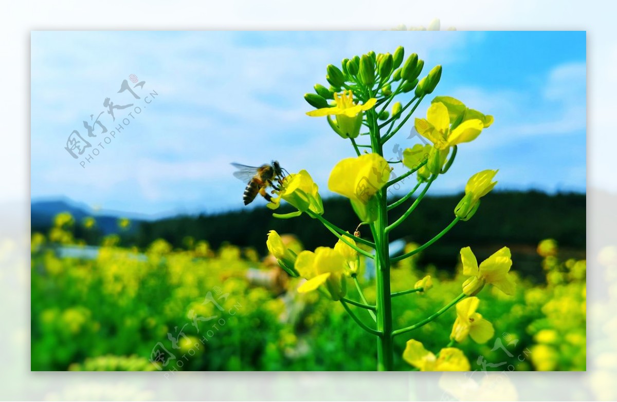 油菜花蜜蜂图片