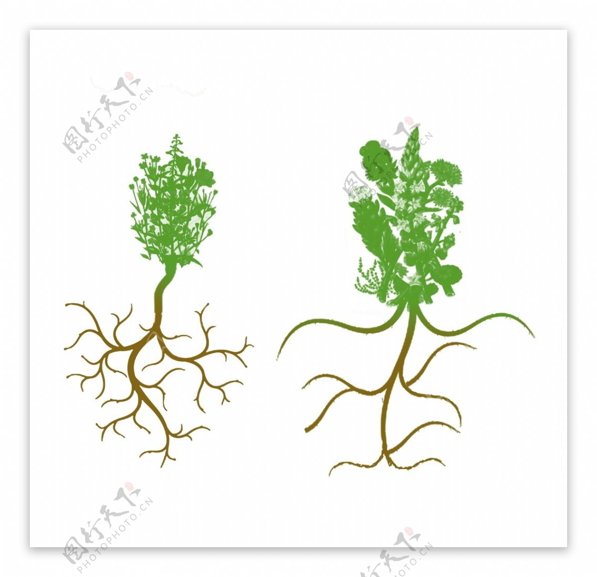 植物根系介绍图片