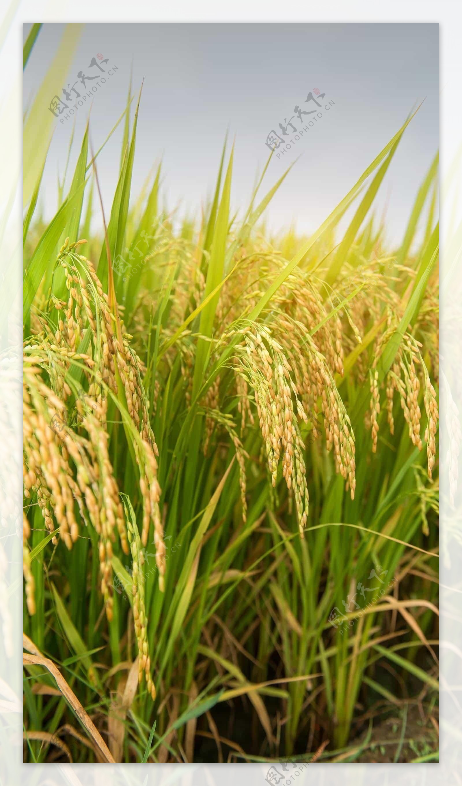 水稻摄影图摄影图高清摄影大图-千库网