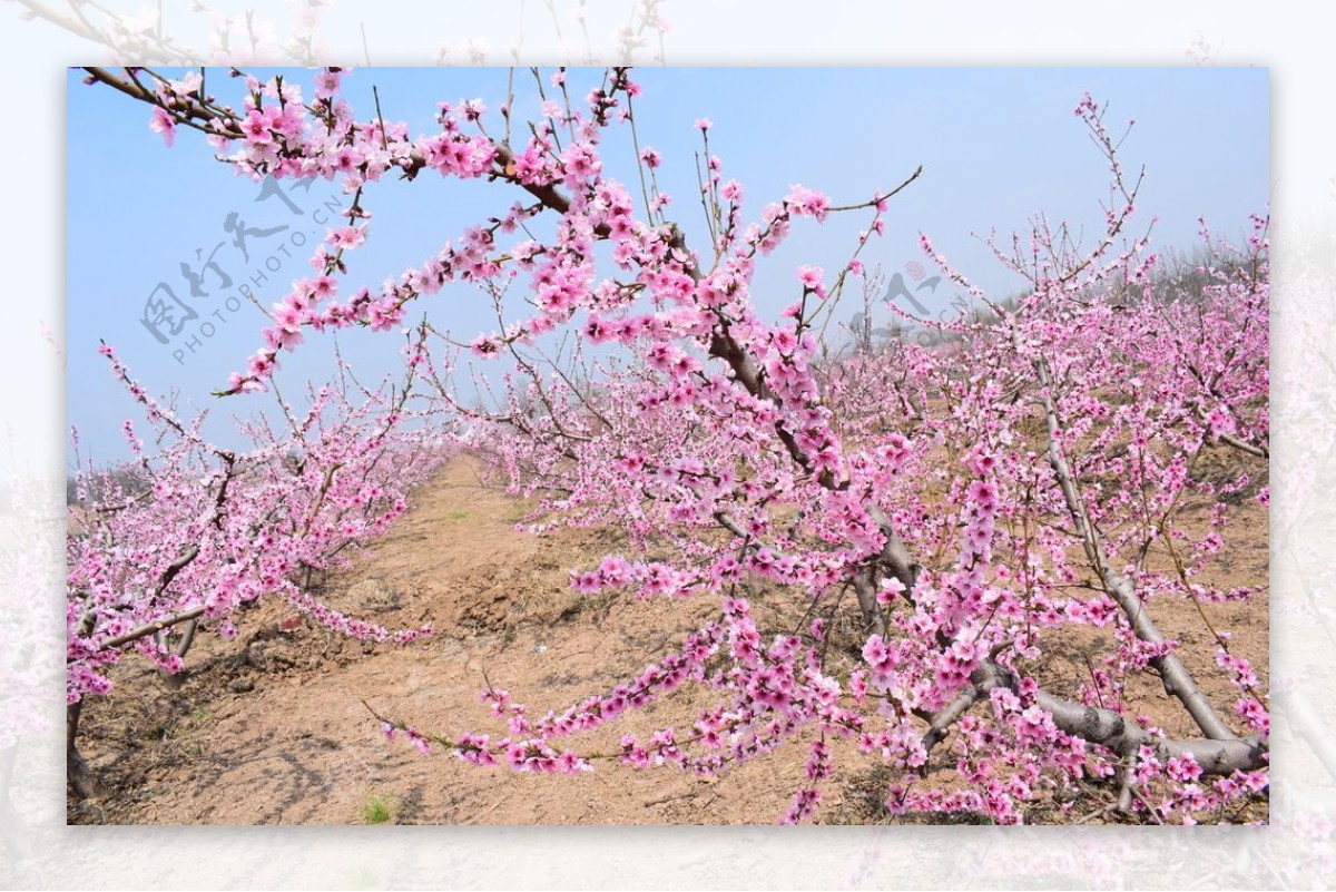 三月桃花园图片