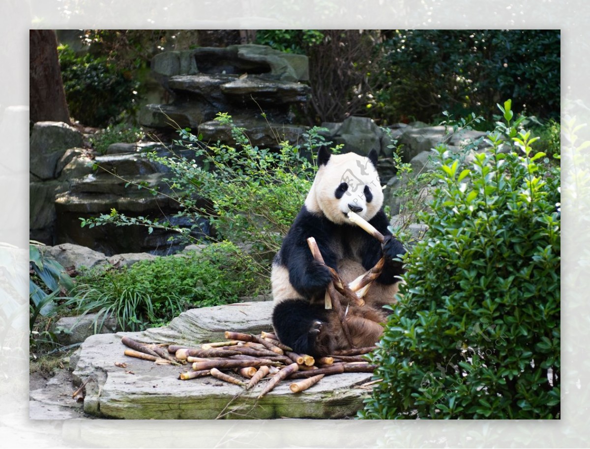 熊猫吃竹笋大图图片