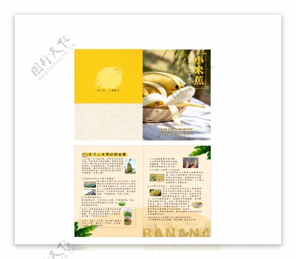 香蕉二折页图片