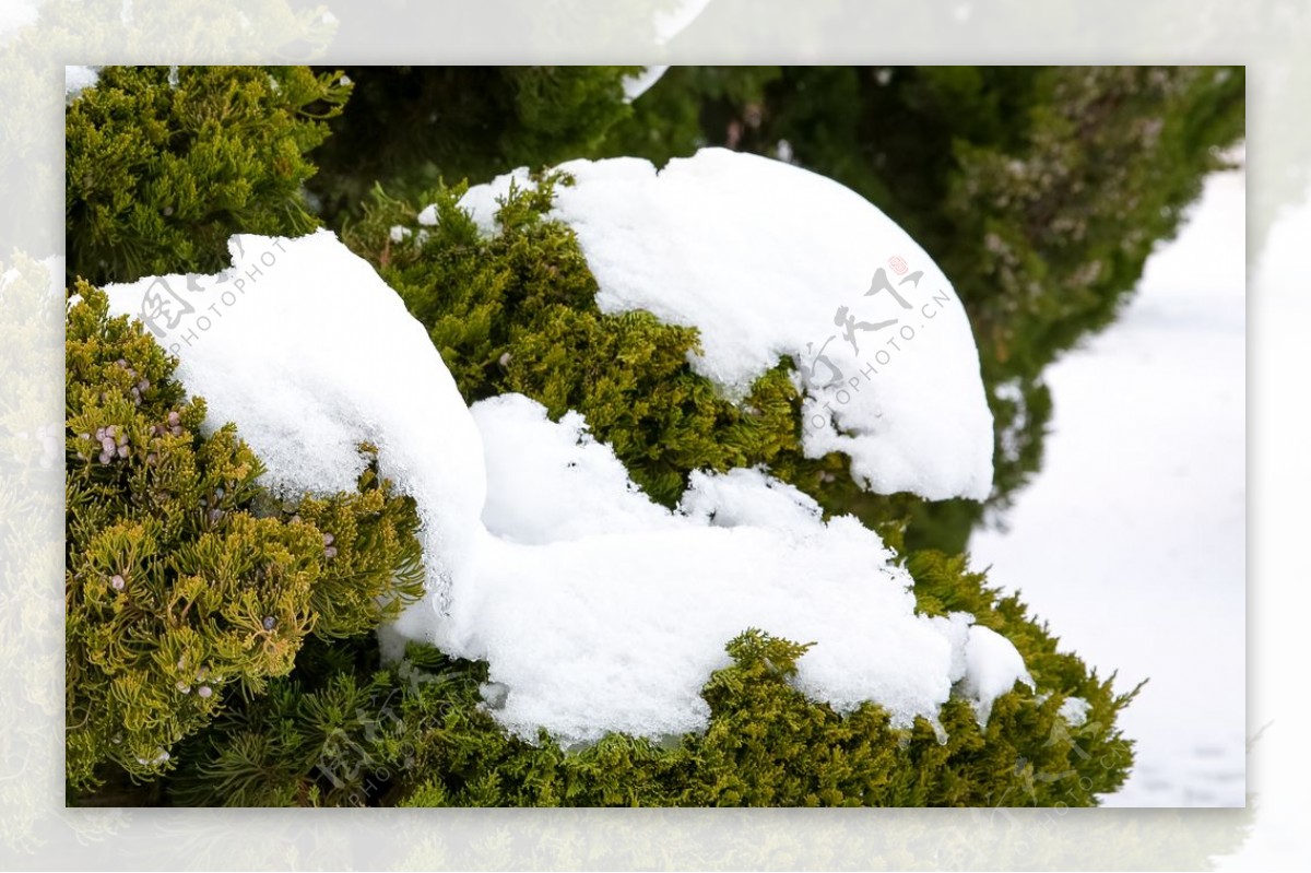 下雪后的绿植景观图片