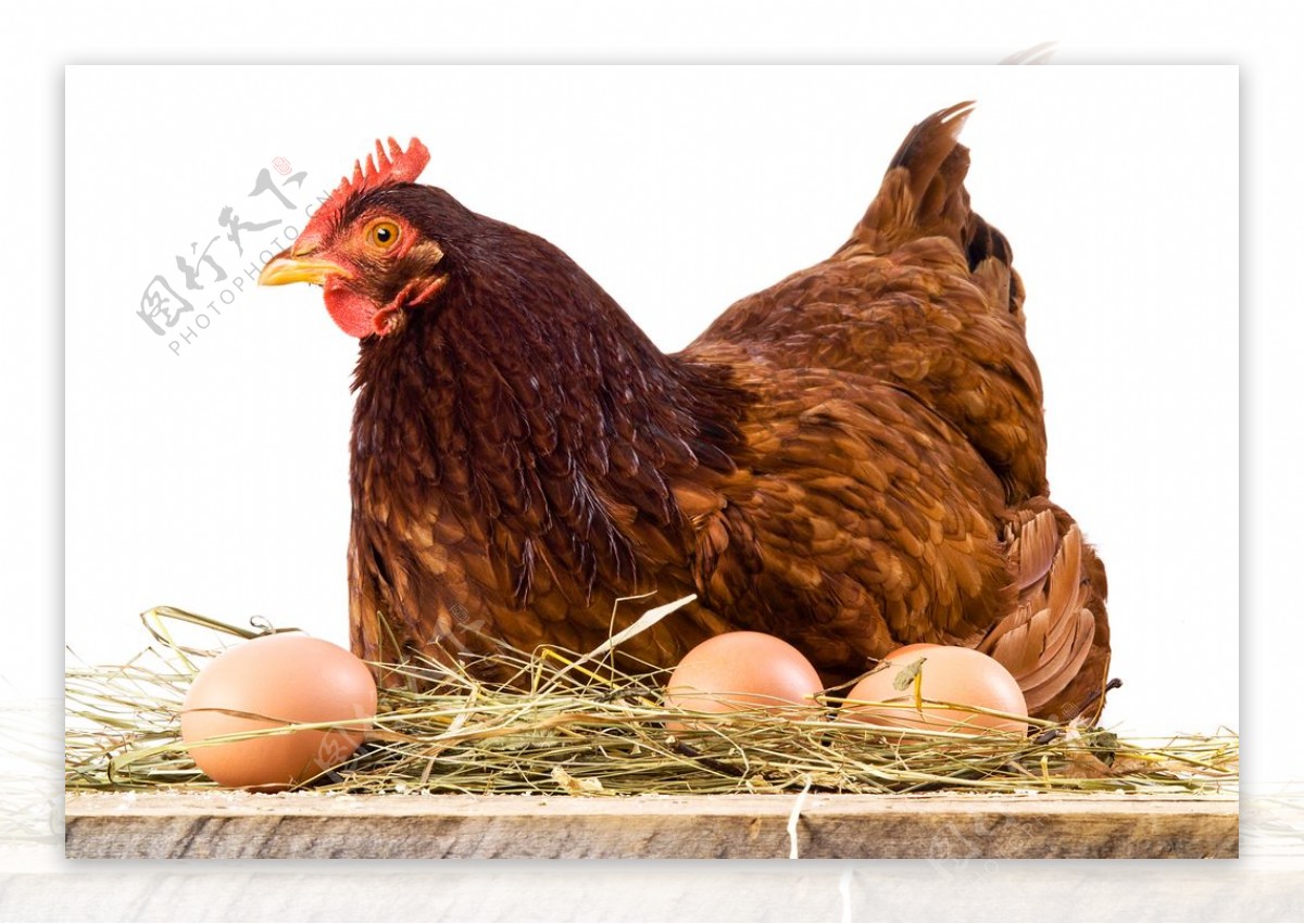 小鸡鸡的孵化过程 – K 媒体