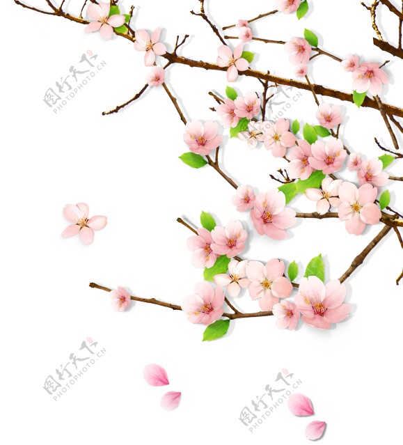 桃花花枝装饰背景海报素材图片