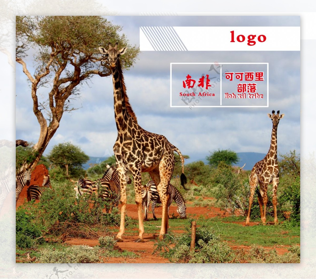 南非长颈鹿非洲热带图片