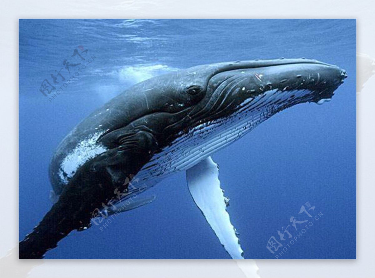 鲸鱼大图片