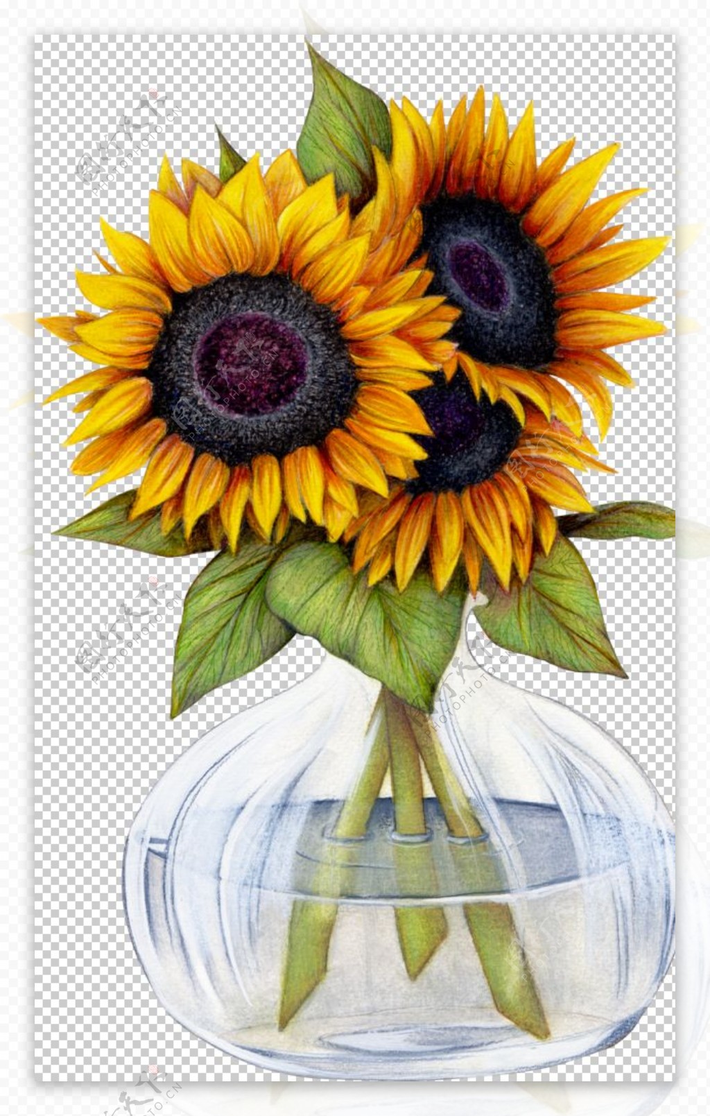 花瓶里的菊花图片