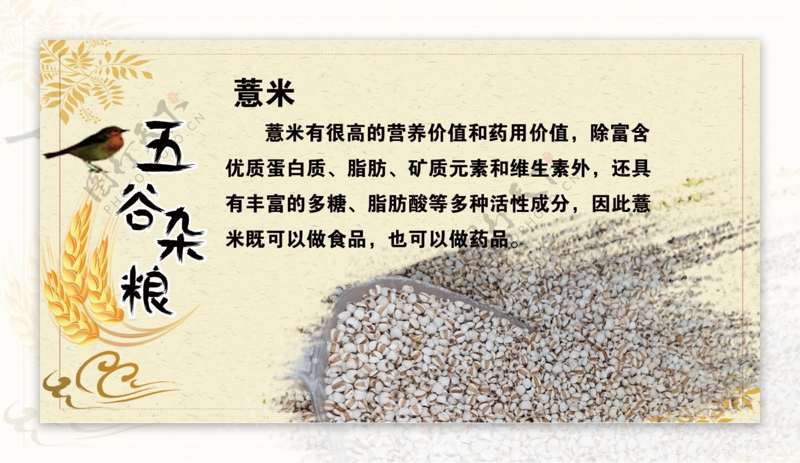 五谷杂粮薏米图片