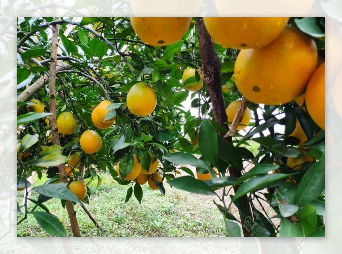 果园橙子图片