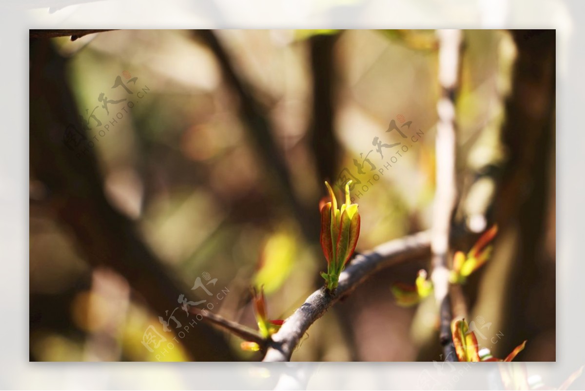 春天树芽图片
