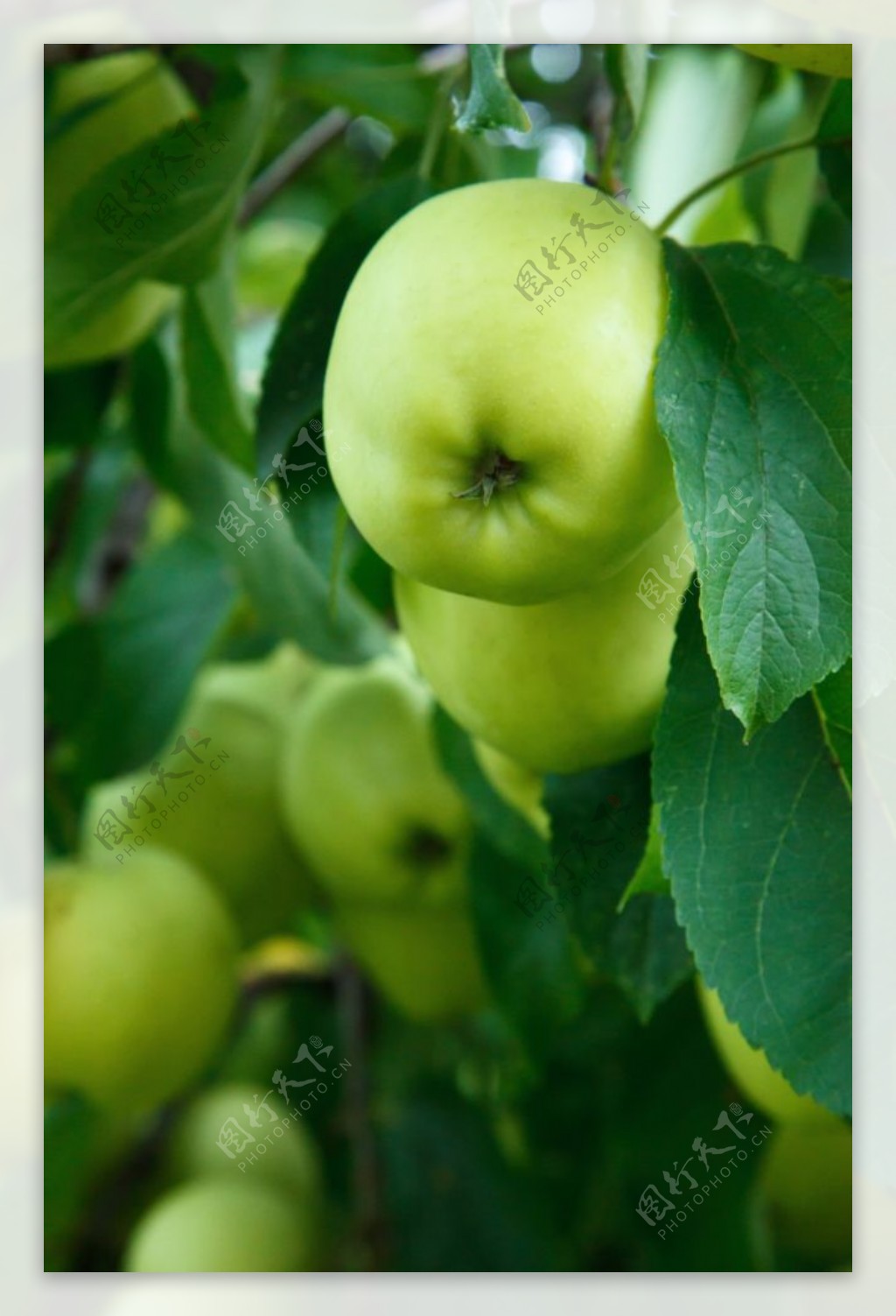 树枝上的青苹果图片