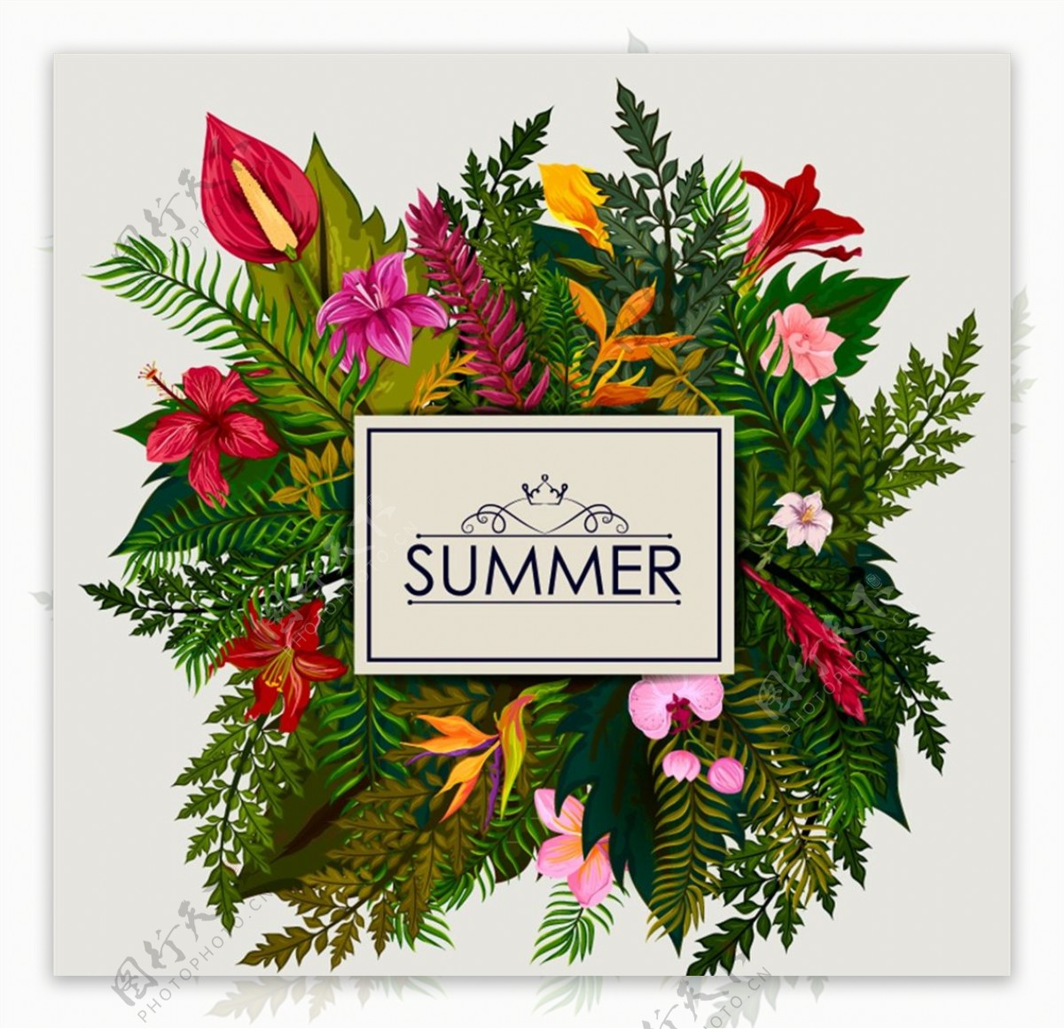 夏季花卉标签图片