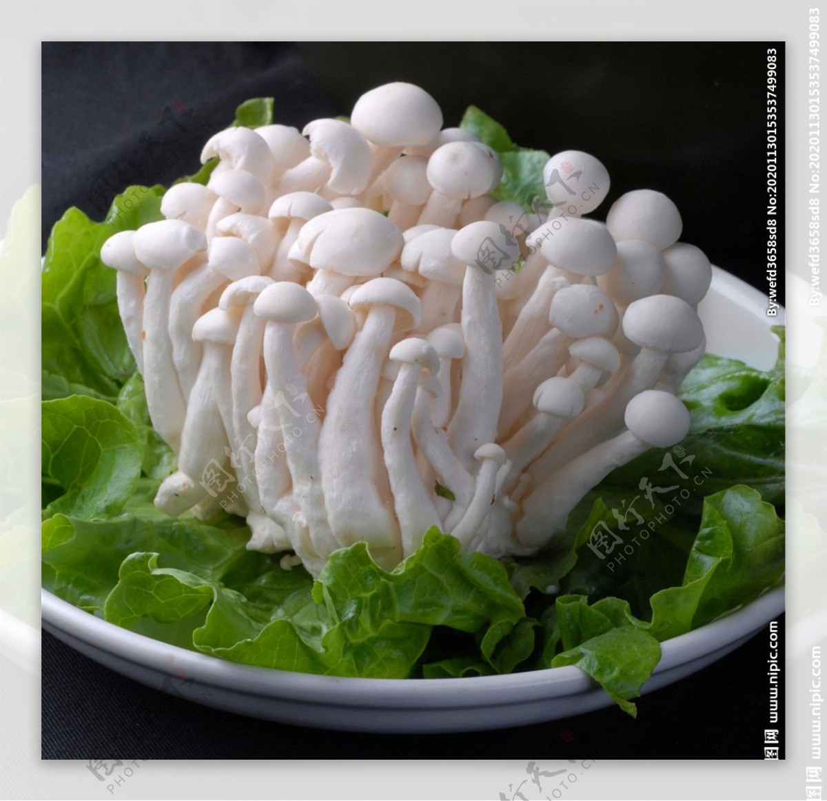 菌白玉菇图片