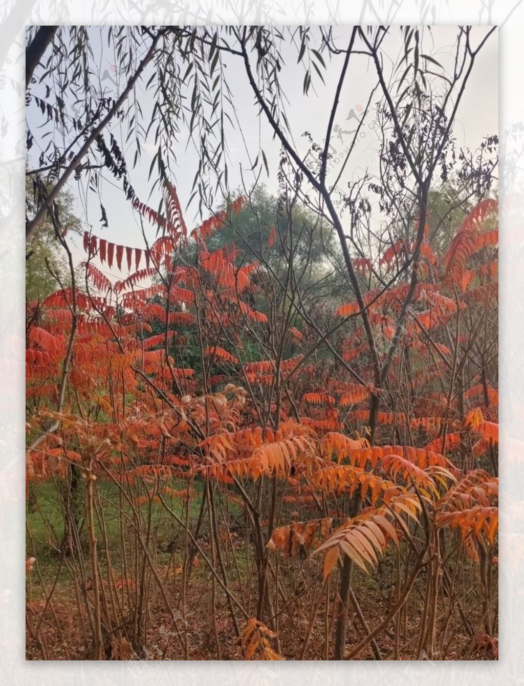 秋季火炬树图片