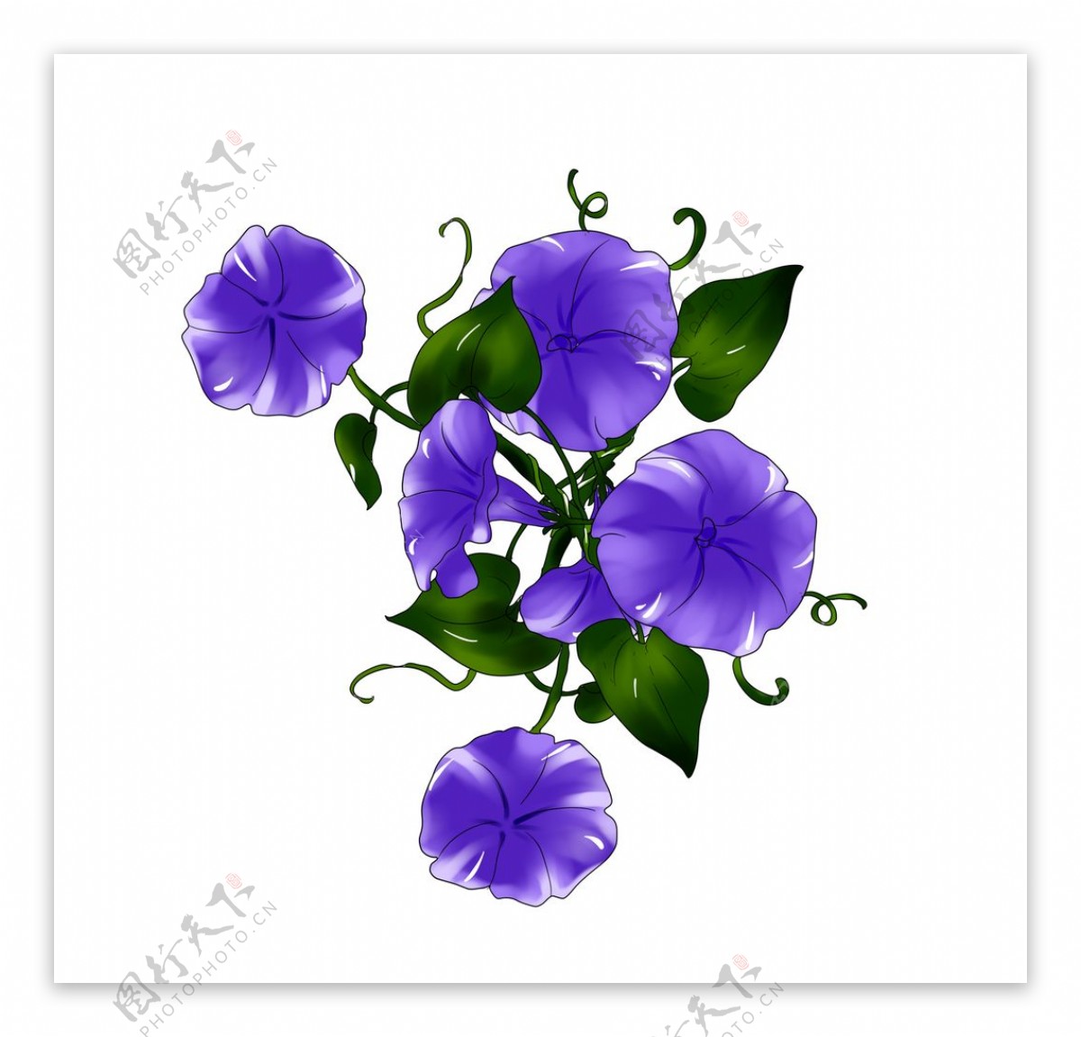 紫色牵牛花插画图片