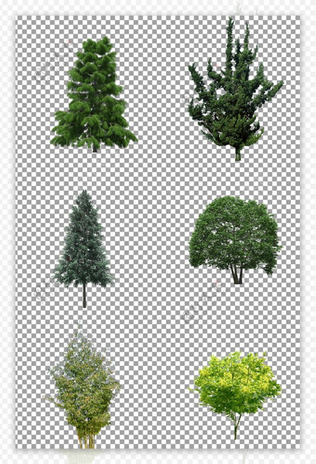 茂盛的大树图片
