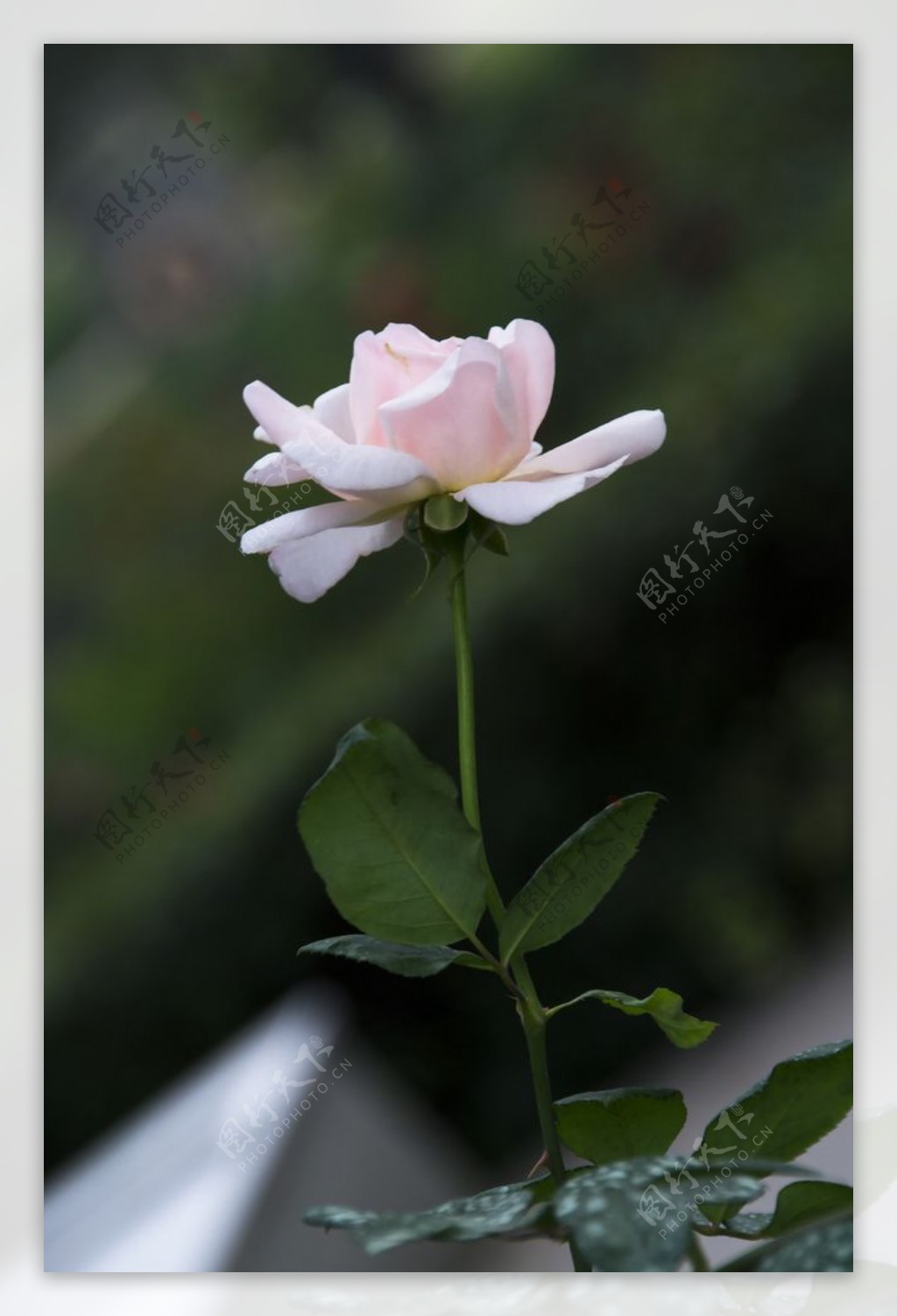 花卉摄影素材美丽白玫瑰图片