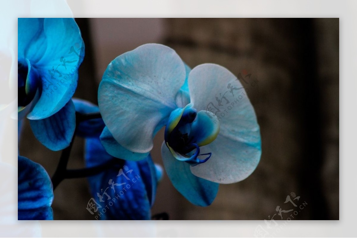 美丽的蝴蝶兰鲜花图片