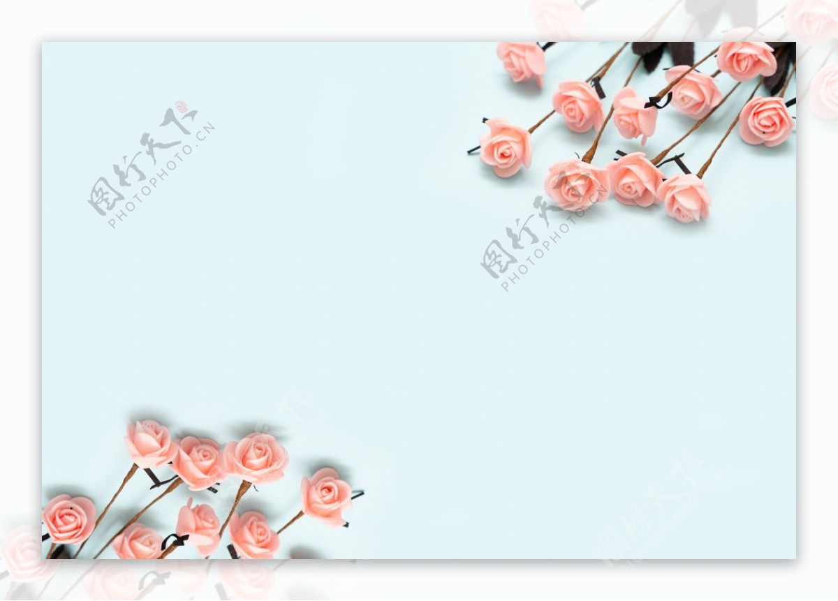 浅蓝色底板上的粉色玫瑰拍摄素材图片